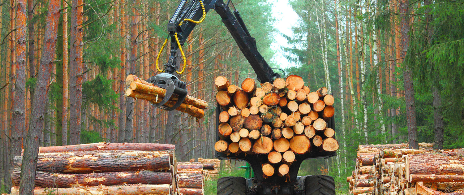 timber operations